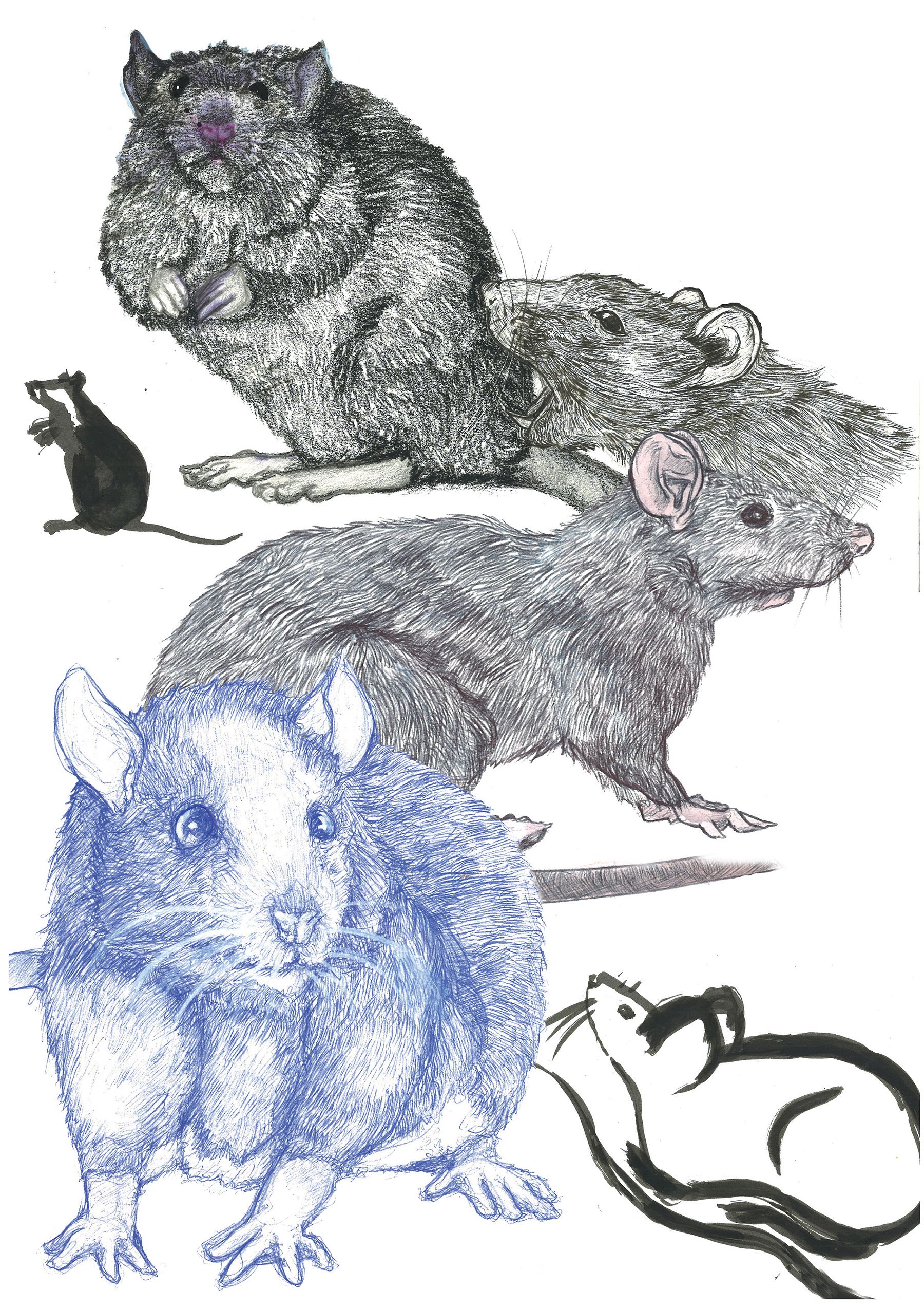 Etude de rats et souris