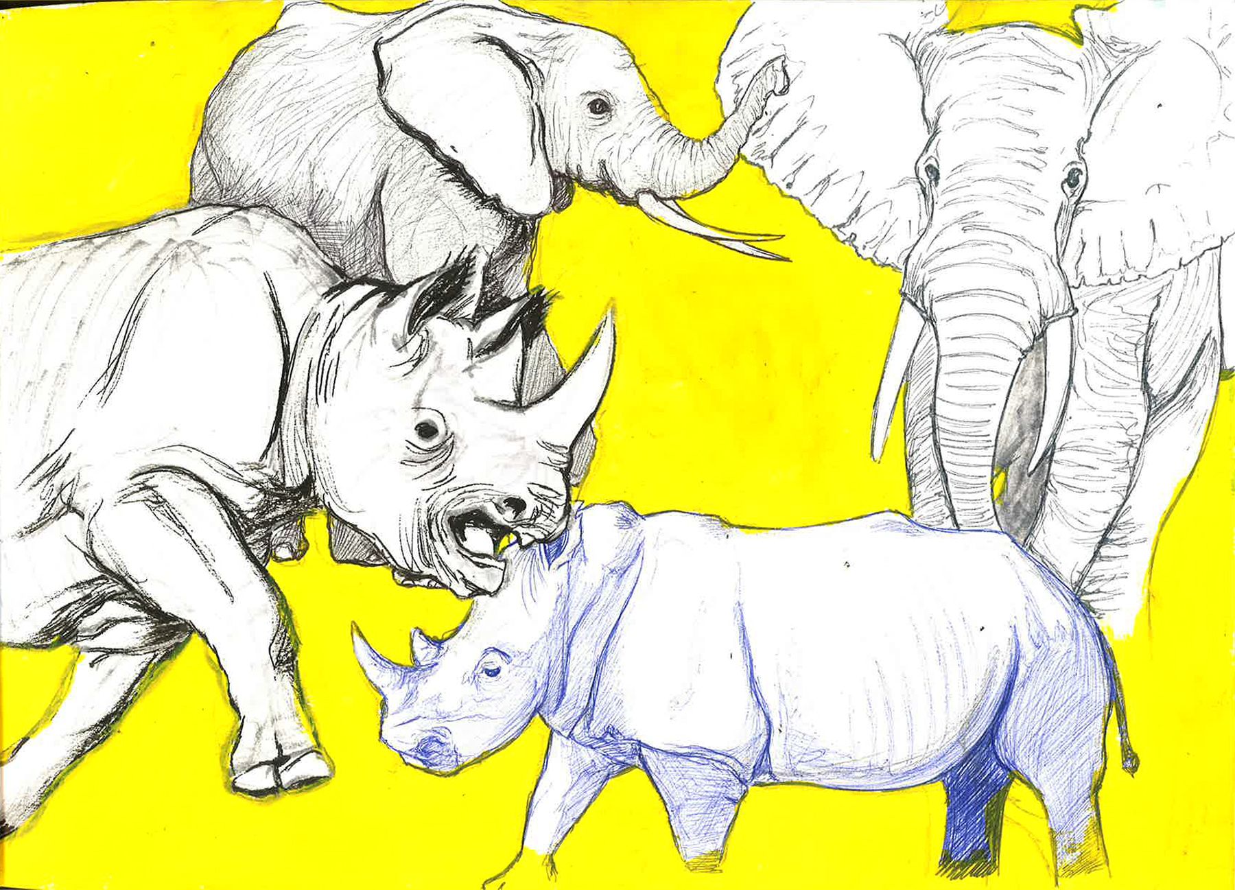 Esquisses d'éléphants et de rhinocéros